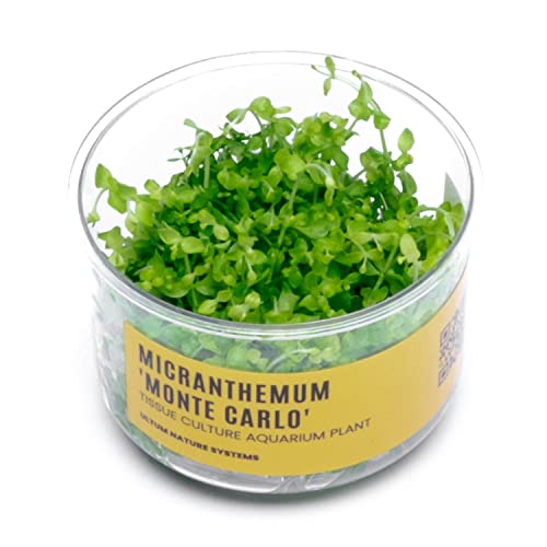 Monte Carlo Tissue Culture Plant