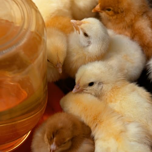 Ida Plus - Orega Plus - Oregano Öl für Hühner unterstützt die Verdauung & Darmflora der Huehner z. B. nachdem Huehner Durchfall hatten - optimale Regeneration nach Parasitenbefall - Kokzidien - 200 ml