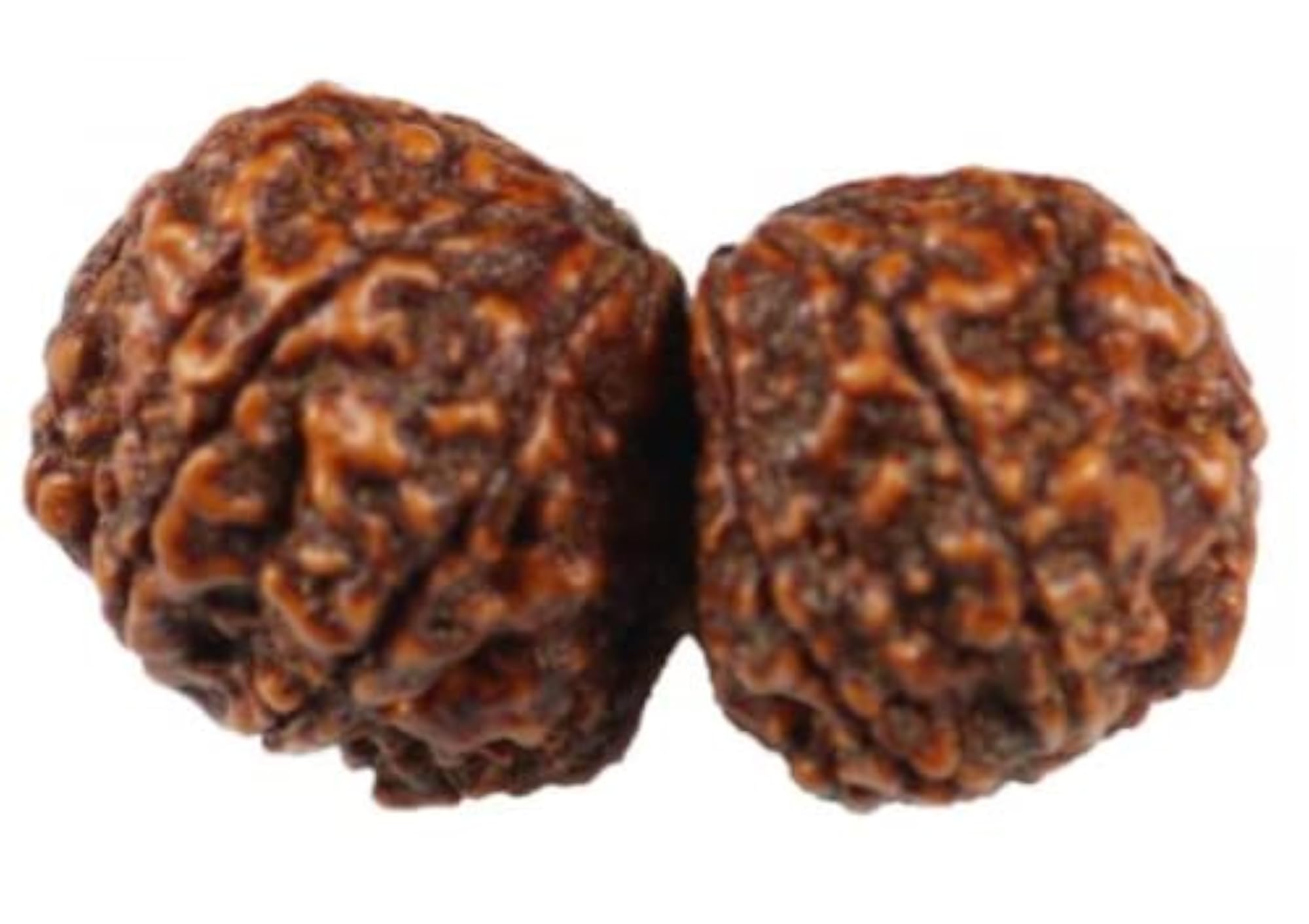Gauri Shankar Rudraksha Natural Two Joined Face Beads