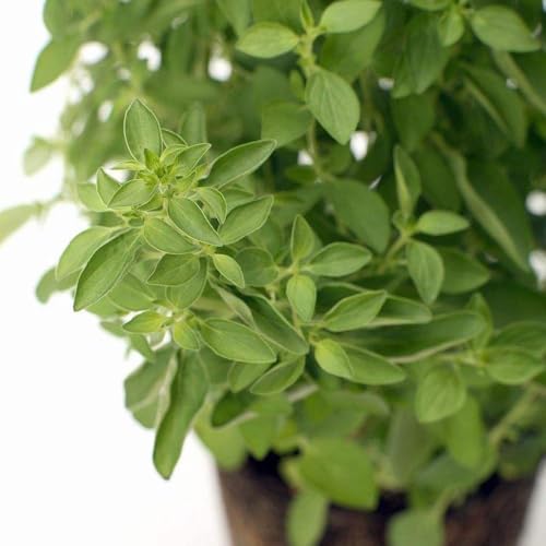 semi di oregano - semi di ortaggi balcone giardino resistenti all'inverno per balconi, bonsái ortaggi esotici 250pcs