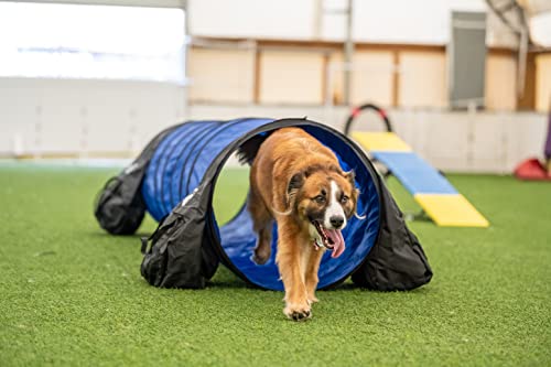 Dog Interested in Agility Tunnel Training