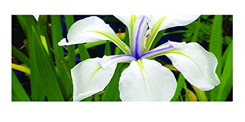 3 x Iris Laevigata Snowdrift Early Bird Season Deals Live Water Plant Aquatic Pond Lake Marginal
