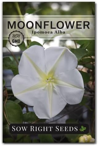 Sow Right Seeds - Moonflower (Ipomoea alba) Flower Seeds for Planting - Beautiful Flowers to Plant in Your Home Garden - Non-GMO Heirloom Seeds - Tall Annual Great for Cut Flowers - Wonderful Gift (1)