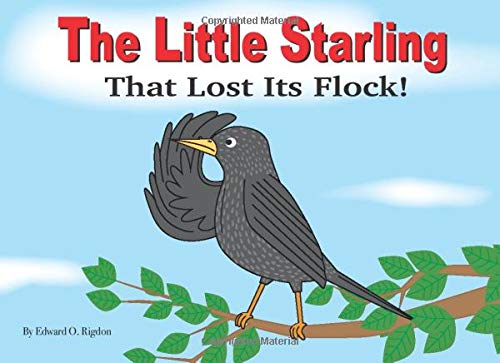 The Little Starling That Lost It's Flock!
