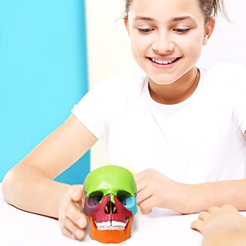 Anatomy Skull Model Aliwovo Human Anatomical Skull 15-Parts Puzzle Mini Colorful Medical Model With Color Study Manual, Teaching-Learning Tool #TOP6
