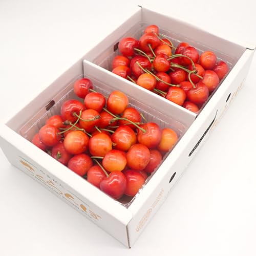 先行予約 さくらんぼ 佐藤錦 秀品 500g×2パック L玉 2025年産 令和7年産 山形県産 [2026年6月上旬~6月下旬頃発送]mm-snpsx1000