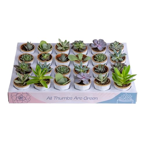 Costa Farms Mini Succulents, Live Indoor Plants...