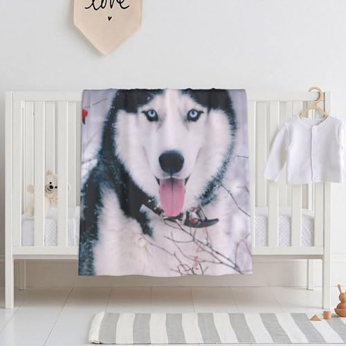 10 ѕz VO uPbg }CNt@Co[ g ѕz y 􂦂 |zc Q ѕz G| | [΍ Qzc 101×76cm