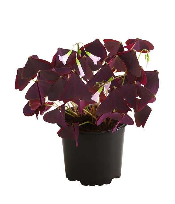 Trébol de 3 Hojas Natural Planta Popular por ser el Oxalis del Amor y la Fortuna