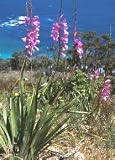 New Fresh 75pcs watsonia borbonica Flower Seeds Generic
