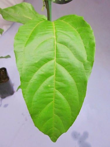 特別オファー パッションフルーツ 苗 赤玉種 緑のカーテンとして活用でき とても美しいトケイソウ 時計草 の花が咲きます Sungaipenuhkota Go Id