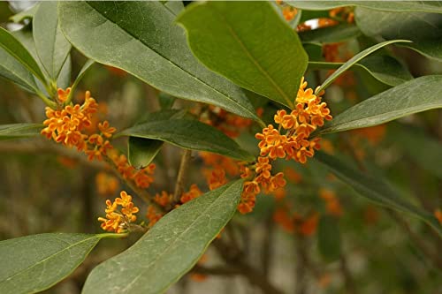 Osmanthus Fragrans Yellow Tree Seeds Sweet Olive Shrub Seeds 10 Seeds