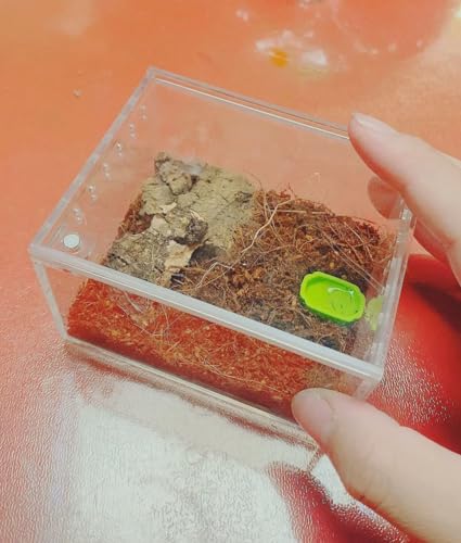 Awxzom SDFSDF Insect Breeding Box Reptile Feeding Box, Waterproof Enclosure Enclosure For Arboreal Tarantula Scorpion Sling Lizards Snake Gecko Jumping Spider Snail Isopods thumb #2