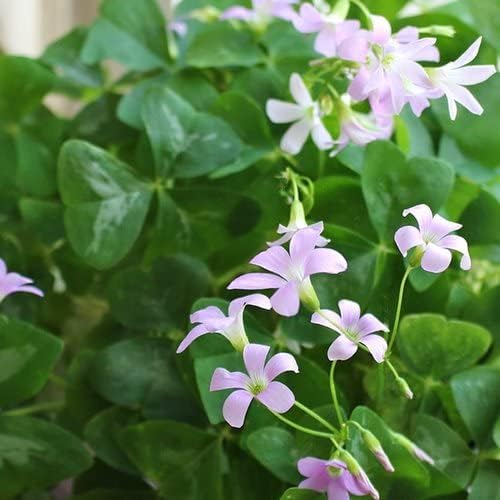 Amazon Com Ib Prosperity Wood Sorrel Fanny Oxalis Triangularis Fanny Bulbs For Planting Open Pollinated Non Gmo Oxalidaceae Oxalis Regnellii Fanny False Shamrock Variegated Shamrock 15 Bulbs Patio Lawn Garden
