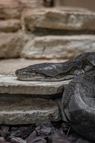 Python in UK Zoo Becomes Cancer-Free After Innovative Treatment