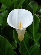 10 X Calla Aethiopica - Calla Bianca Classica - Bulbi Di Alta Qualità (10)