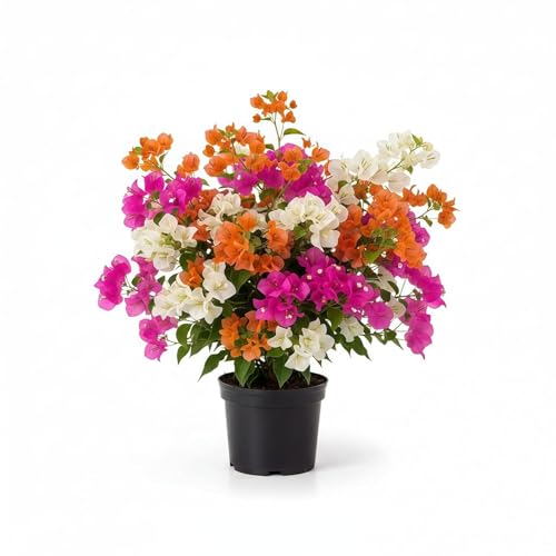 Image of Live Grafted Bougainvillea Plant with Pot | Hardy Outdoor Flowering Climbing Vine | Decorative Bougainvillea Live Plant for Home Garden Balcony Terrace Fence and Trellis Decor | Pack of 1