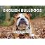 Bulldog