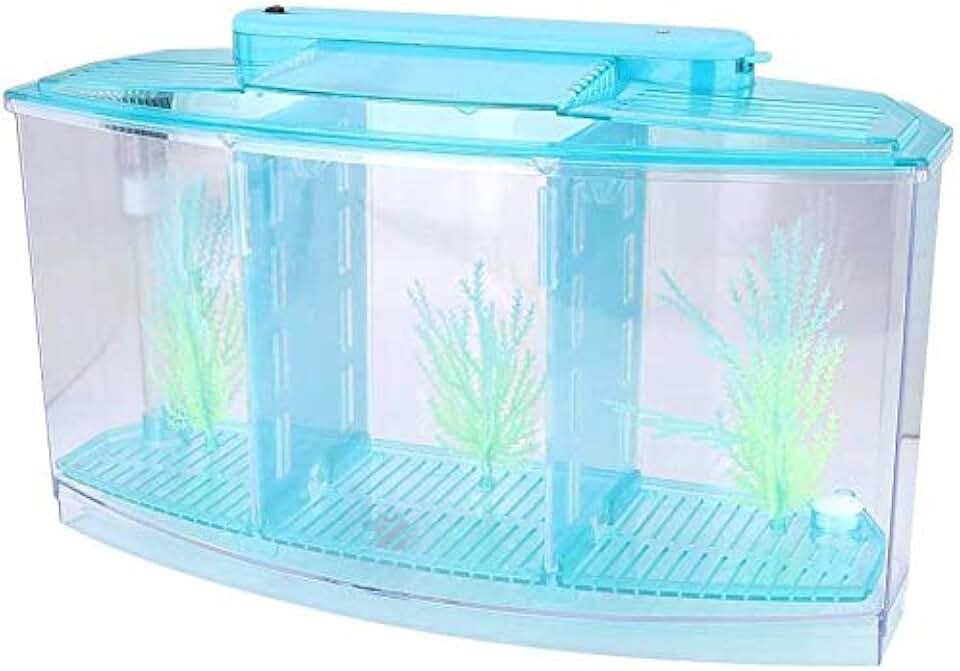 double betta fish tank
