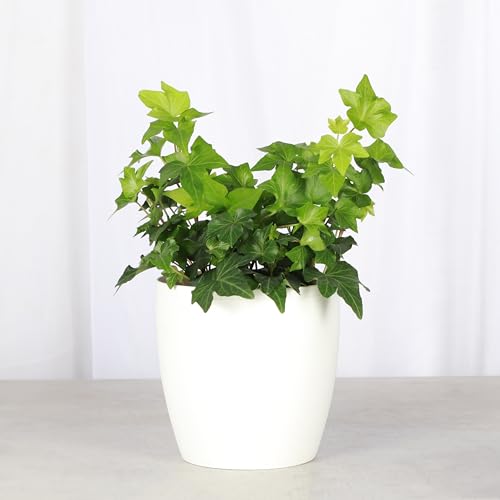 Thorsen's Greenhouse Live Green English Ivy Plant, Hedera Helix, Natural Air Purifier, Easy to Grow, Live Indoor Houseplant, 4" Diameter Pot (White) Thorsen's Greenhouse Live Green English Ivy Plant, Hedera Helix, Natural Air Purifier, Easy to Grow, Live Indoor Houseplant, 4" Diameter Pot (White)