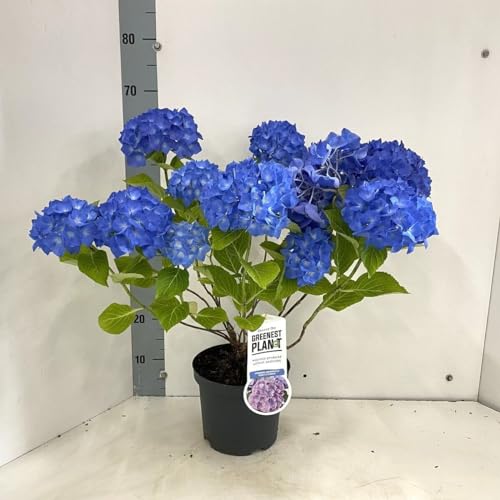 Ortensia blu Hydrangea macrophylla Renate Steiniger pianta in vaso ø19 cm Vivaio di Castelletto