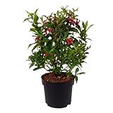 Weigela, Bristol Ruby, rote Blüten, Zierstrauch, Sommerblüher, pflegeleicht, Gartenpflanze, dekorativ, winterhart, Heckenpflanze
