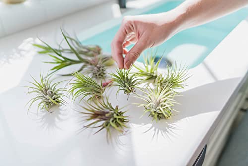 10 Pack Of Large Tillandsia Air Plants - Xerographica, Juncea, Bulbosa, Caput Medusae & Harrisii- Live Succulent House Plants Availabe In Wholesale And Bulk- Home And Garden Decor - Easy Care Indoor And Outdoor Plants #TOP5