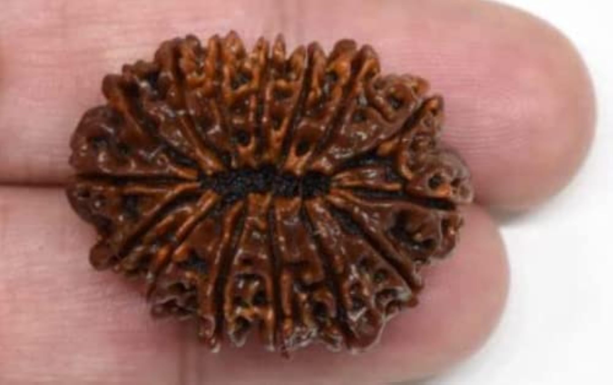 15 Mukhi Rudraksha Original Certified with Silver Locket