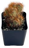 Fat Plants San Diego Living Indoor Succulents and Cactus Rooted in Plastic Planters with Soil (2.5 Inch, Cereus repandus f. monstrosus)