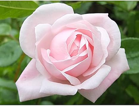 Ma Cherie Roses Climbing Rose