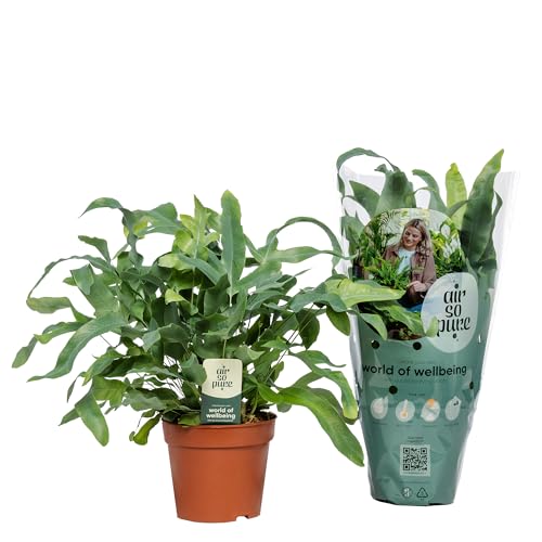 Helecho Plateado Natural Planta de Interior con Hojas de Textura Coriácea