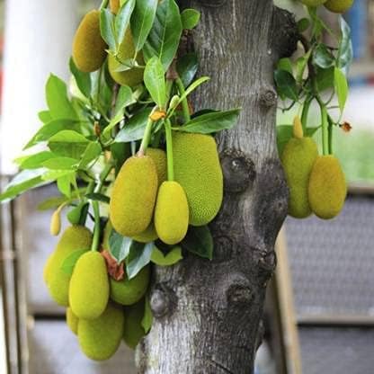 Green view" Jackfruit" Hybrid Honey Fruit Plant Sweet Flavor "Artocarpus Heterophyllus" Perfect for home garden-1 healthy Grafted Live Plant(1.5Ft Height) in nursery Grow Bag