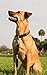 Leash Boss Short Dog Leash with Padded Handle - 12, 18, and 24 Inch Leads for Large Dogs - 1 Inch Nylon (12 in, Black/Red/Gray)