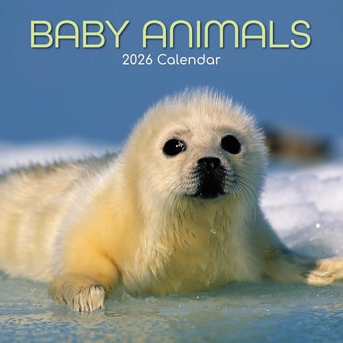 TGSC | Calendario 2026 de animales bebés de 16 meses (septiembre de 2025 a diciembre de 2026) Calendario familiar cuadrado de pared 2026 Reino Unido | Planificador con cuadrícula grande para