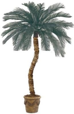 6' Cycas Palm Tree