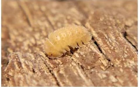 6 + Live Cristarmadillidium Muricantum 'Spain Spikey' Isopods, Bioactive