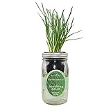Environet Hydroponic Vegetable Growing Kit, Self-Watering Mason Jar Vegetable Garden Starter Kit Indoor, Grow Bunching Onion from Organic Seeds (bunching Onion)