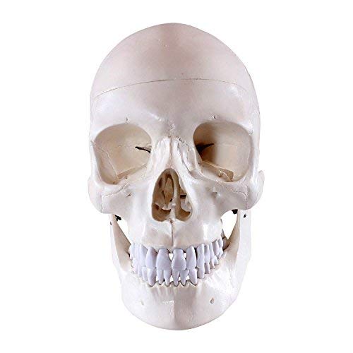 Dental Medical Anatomical Human Skull Model Classic 3-Part Life Size