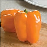 Gourmet Orange Sweet Peppers Seeds (45 Seeds)