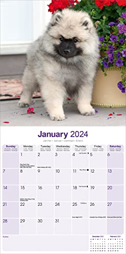 Keeshond Calendar 2024 - Image 3