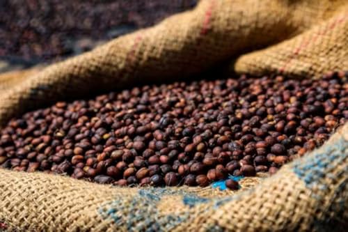 Café Robusta Orgánico Tostado Reciente en Grano 12oz miniatura 2