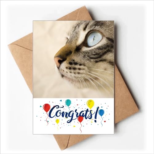 Cartes de mariage avec motif animal œil bleu chaton gris pour des vœux enfin originaux