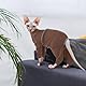 Hjyokuso Katzenpullover, Weicher Und Atmungsaktiver Pulli Mit Vier Beinen, Katzenbekleidung Für Sphynx, Cornish Rex, Devon Rex, Peterbald