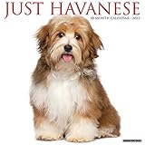 Just Havanese 2023 Wall Calendar