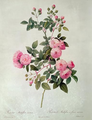 Toile Les Roses de Thory reproduction d'art grand format