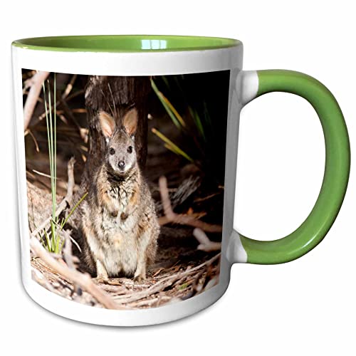 3dRose Tammar wallaby wildlife, Australia 11oz Two-Tone Green Mug