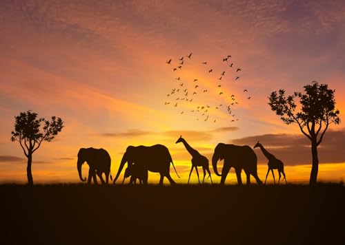 Arrière-plan de photographie coucher de soleil africain pour safari