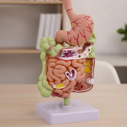 Material didáctico de aparato digestivo humano para profesores 5