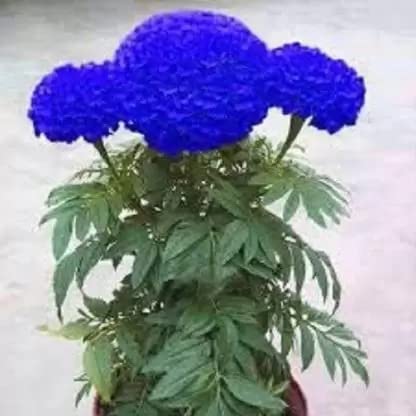 Nursery Live Rare French Marigold 'Blue' F1 Hybrid 30 Plant Seeds-image-4