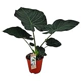 Alocasia Regal Shields 60-80 cm - Elefantenohr - Zimmerpflanze - Grünpflanze